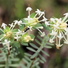 Pimelea linifolia at West Albury, NSW - 24 Sep 2022