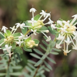 Pimelea linifolia at West Albury, NSW - 24 Sep 2022 10:29 AM