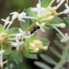 Polyrhachis hookeri at Albury - 24 Sep 2022 by KylieWaldon