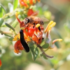 Apis mellifera (European honey bee) at West Albury, NSW - 24 Sep 2022 by KylieWaldon