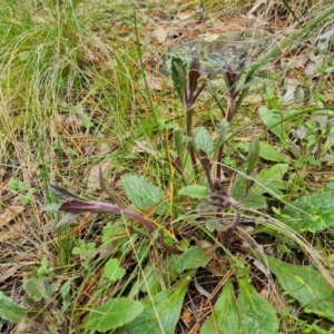 Ajuga australis at Isaacs, ACT - 24 Sep 2022 03:40 PM