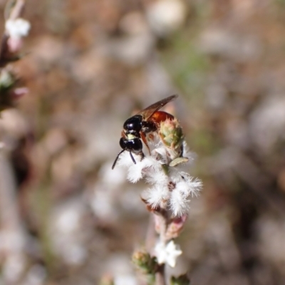 Exoneura sp. (genus) (A reed bee) at Aranda Bushland - 20 Sep 2022 by CathB