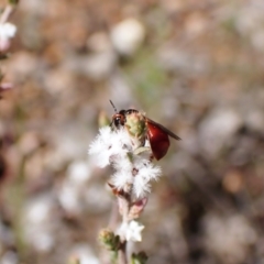 Exoneura sp. (genus) at Aranda, ACT - 20 Sep 2022