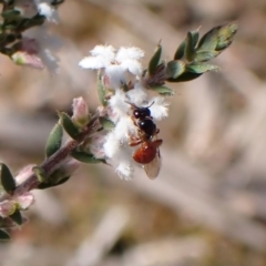 Exoneura sp. (genus) at Aranda, ACT - 20 Sep 2022