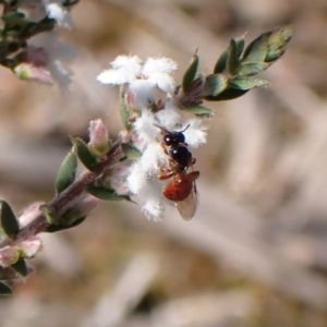 Exoneura sp. (genus) at Aranda, ACT - 20 Sep 2022