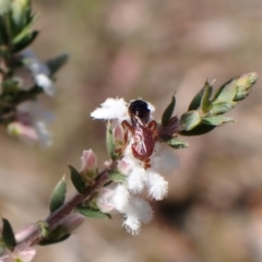 Exoneura sp. (genus) at Aranda, ACT - 20 Sep 2022