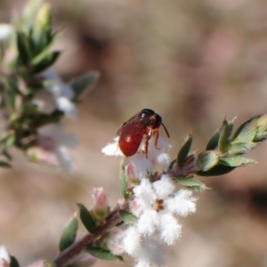 Exoneura sp. (genus) at Aranda, ACT - 20 Sep 2022