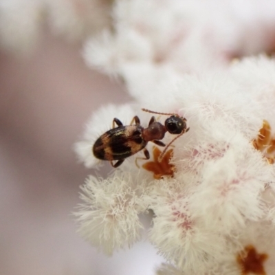 Anthicinae (subfamily) (Ant-like flower beetles, ant-like beetles) at Aranda, ACT - 21 Sep 2022 by CathB