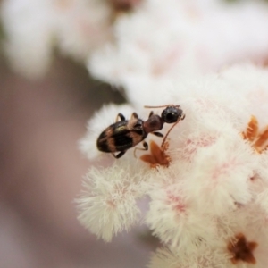 Anthicinae (subfamily) at Aranda, ACT - 21 Sep 2022