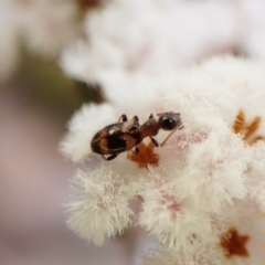 Anthicinae (subfamily) at Aranda, ACT - 21 Sep 2022