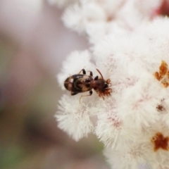 Anthicinae (subfamily) at Aranda, ACT - 21 Sep 2022