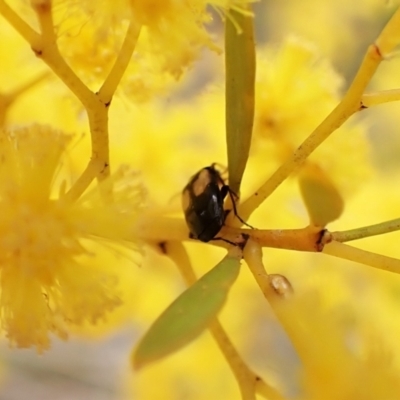 Sarothrocrepis civica (An arboreal 'ground' beetle) at Aranda Bushland - 21 Sep 2022 by CathB