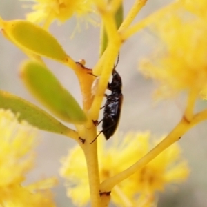 Sarothrocrepis civica at Aranda, ACT - 21 Sep 2022 02:05 PM