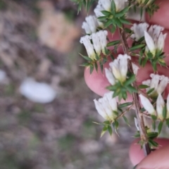 Leucopogon fletcheri subsp. brevisepalus (Twin Flower Beard-Heath) at Bungendore, NSW - 24 Sep 2022 by clarehoneydove