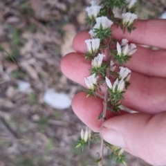 Styphelia fletcheri subsp. brevisepala at Bungendore, NSW - 24 Sep 2022