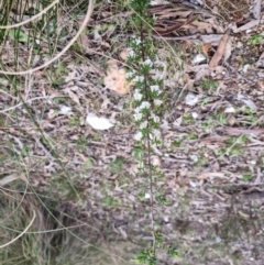 Styphelia fletcheri subsp. brevisepala at Bungendore, NSW - 24 Sep 2022