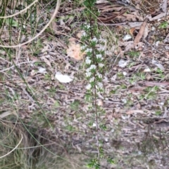 Leucopogon fletcheri subsp. brevisepalus at Bungendore, NSW - 24 Sep 2022