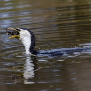 Microcarbo melanoleucos at Gungahlin, ACT - 24 Sep 2022