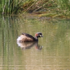 Tachybaptus novaehollandiae (Australasian Grebe) at Isabella Pond - 24 Sep 2022 by RodDeb