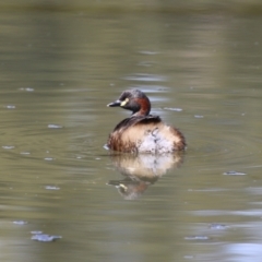 Tachybaptus novaehollandiae at Monash, ACT - 24 Sep 2022