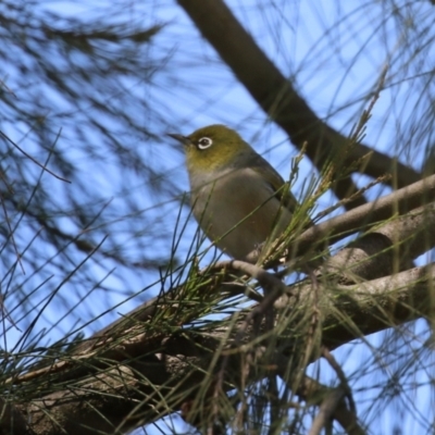 Zosterops lateralis (Silvereye) at Monash, ACT - 24 Sep 2022 by RodDeb