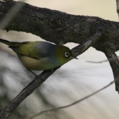 Zosterops lateralis at Monash, ACT - 24 Sep 2022 11:00 AM