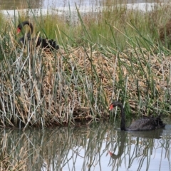 Cygnus atratus (Black Swan) at Monash, ACT - 24 Sep 2022 by RodDeb