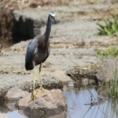 Egretta novaehollandiae (White-faced Heron) at Isabella Pond - 24 Sep 2022 by RodDeb