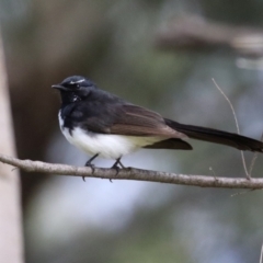 Rhipidura leucophrys (Willie Wagtail) at Tuggeranong Creek to Monash Grassland - 24 Sep 2022 by RodDeb