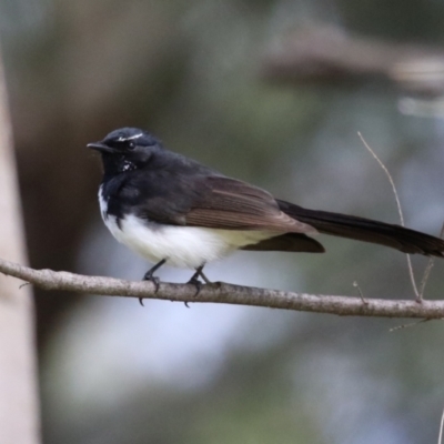 Rhipidura leucophrys (Willie Wagtail) at Tuggeranong Creek to Monash Grassland - 24 Sep 2022 by RodDeb