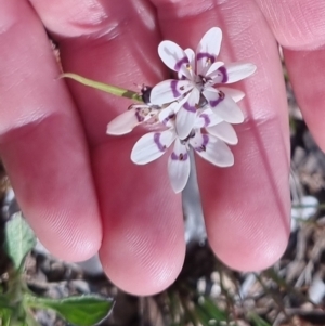 Wurmbea dioica subsp. dioica at Bungendore, NSW - 24 Sep 2022