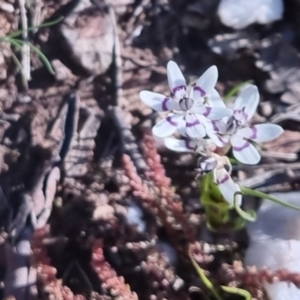 Wurmbea dioica subsp. dioica at Bungendore, NSW - 24 Sep 2022