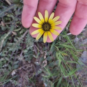 Arctotheca calendula at Bungendore, NSW - 24 Sep 2022 03:12 PM