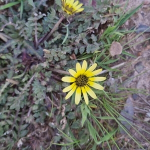 Arctotheca calendula at Bungendore, NSW - 24 Sep 2022 03:12 PM