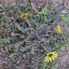 Arctotheca calendula at Bungendore, NSW - 24 Sep 2022 03:12 PM