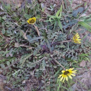 Arctotheca calendula at Bungendore, NSW - 24 Sep 2022