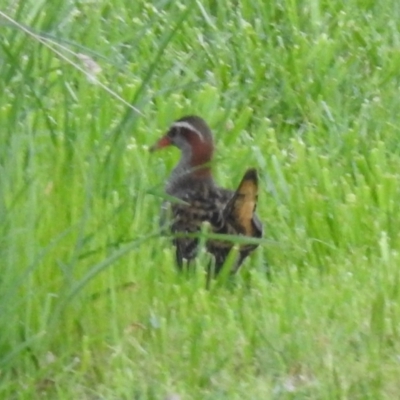 Gallirallus philippensis (Buff-banded Rail) at Kambah, ACT - 24 Sep 2022 by HelenCross