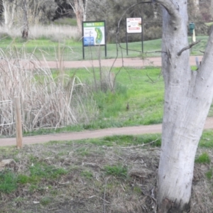 Gallirallus philippensis at Kambah, ACT - 24 Sep 2022 05:46 PM