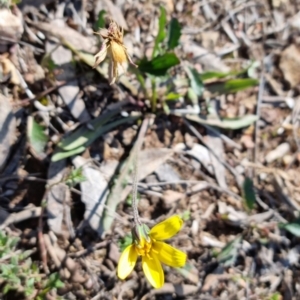 Microseris walteri at Bungendore, NSW - 24 Sep 2022