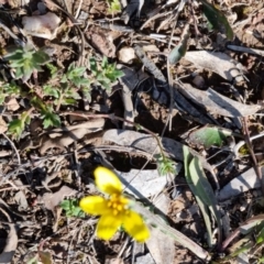 Microseris walteri at Bungendore, NSW - 24 Sep 2022