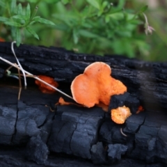 Unidentified Shelf-like to hoof-like & usually on wood at Albury - 24 Sep 2022 by KylieWaldon