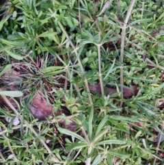 Galium aparine (Goosegrass, Cleavers) at Bungendore, NSW - 24 Sep 2022 by clarehoneydove