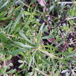 Galium aparine at Bungendore, NSW - 24 Sep 2022 08:32 AM