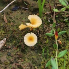 Lichenomphalia chromacea (Yellow Navel) at Albury - 24 Sep 2022 by KylieWaldon