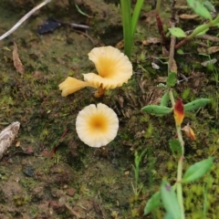 Lichenomphalia chromacea (Yellow Navel) at Nail Can Hill - 24 Sep 2022 by KylieWaldon