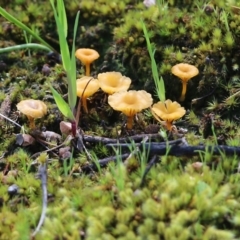 Lichenomphalia chromacea at West Albury, NSW - 24 Sep 2022