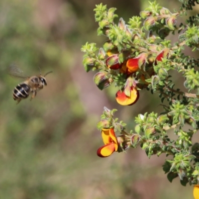 Unidentified Bee (Hymenoptera, Apiformes) at Albury, NSW - 24 Sep 2022 by KylieWaldon