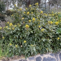 Berberis aquifolium (Oregon Grape) at Kambah, ACT - 24 Sep 2022 by Steve_Bok