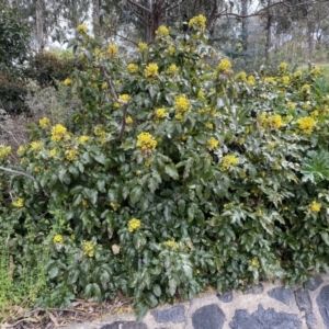 Berberis aquifolium at Kambah, ACT - 24 Sep 2022