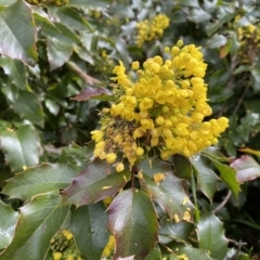 Berberis aquifolium at Kambah, ACT - 24 Sep 2022